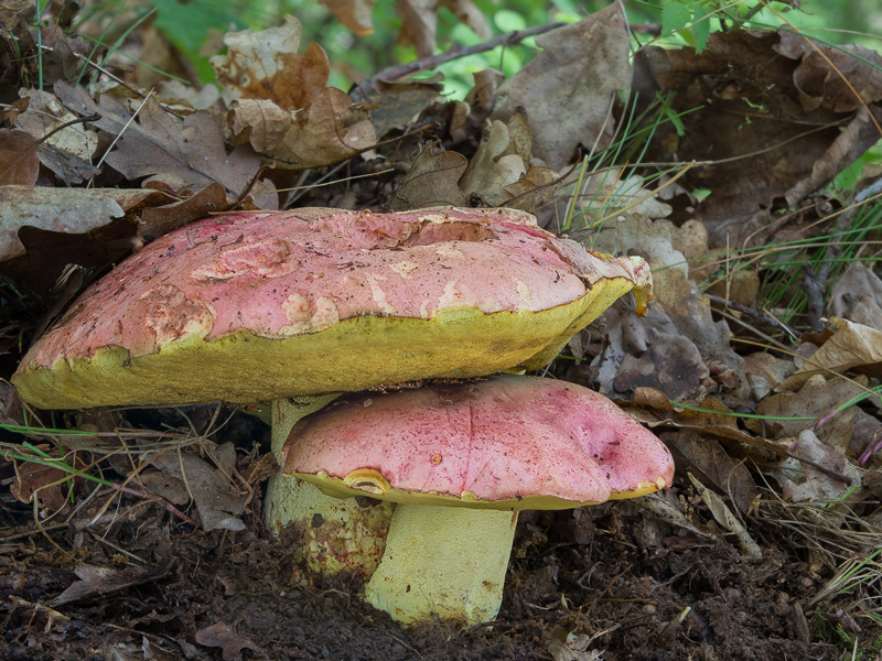 Boletus regius